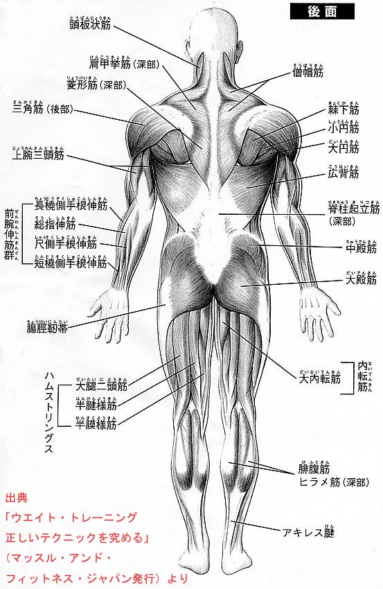 解剖図