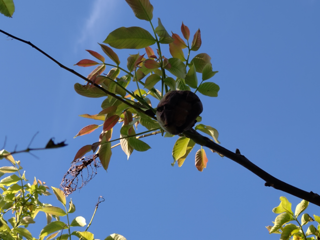 walnut in the sky