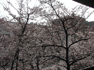 [cherry trees from the window of my office]