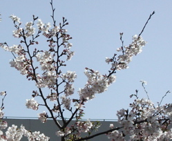 [cherry trees from the window of my office]