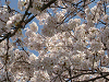 photo002_s.gif