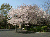 photo004_s.gif