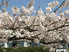 photo007_s.gif