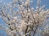 photo009_s.gif