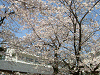 photo010_s.gif