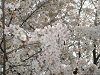 photo012_s.gif