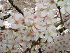 photo016_s.gif