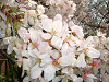 photo018_s.gif