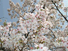 photo019_s.gif
