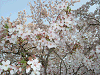 photo024_s.gif