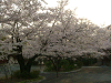 photo026_s.gif