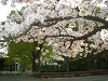 photo028_s.gif