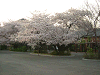 photo029_s.gif