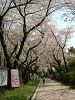 photo033_s.gif