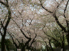 photo034_s.gif