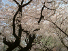 photo036_s.gif