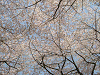 photo037_s.gif