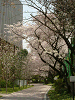 photo039_s.gif