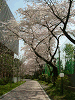 photo040_s.gif