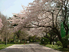 photo041_s.gif