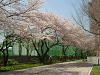 photo045_s.gif