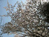 photo050_s.gif
