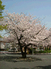 photo055_s.gif