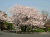 photo057_s.gif