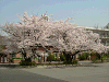 photo058_s.gif