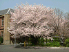 photo059_s.gif