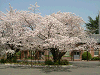 photo061_s.gif