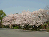 photo063_s.gif