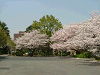 photo064_s.gif