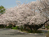 photo066_s.gif