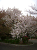 photo068_s.gif
