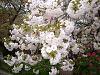 photo069_s.gif