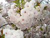 photo070_s.gif