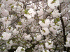 photo071_s.gif