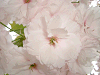 photo072_s.gif