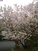 photo074_s.gif