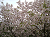 photo075_s.gif