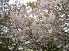 photo076_s.gif