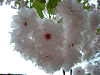 photo079_s.gif