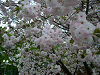 photo080_s.gif