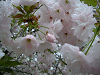 photo081_s.gif