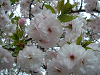 photo082_s.gif
