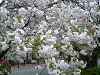 photo083_s.gif