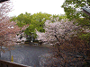 photo085_s.gif