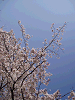 photo094_s.gif
