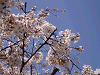 photo095_s.gif